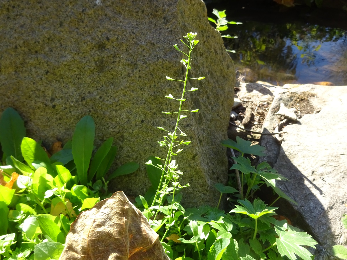 Capsella bursa-pastoris (Brassicaceae)